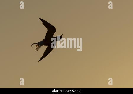 Petite sterne (Sternula albifrons) oiseau adulte tremblant en vol comme il se lave au coucher du soleil, Suffolk, Angleterre, Royaume-Uni, Europe Banque D'Images