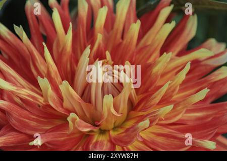 Gros plan d'une fleur de dahlia orange aux pointes jaunâtres, legden, Muensterland, allemagne Banque D'Images