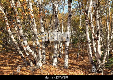 Panorama de la forêt de bouleaux au Canada Banque D'Images