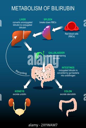 Métabolisme de la bilirubine. Catabolisme hème. L'appareil digestif humain. Dégradation des globules rouges, dégradation de l'hémoglobine, production et transport de bilirubine Illustration de Vecteur