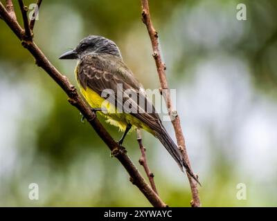 Tyrannus melancholicus (Tyrannus melancholicus) sur une branche sur les rives du fleuve Amazone (ici appelé Rio Solimões) près de Anamã au Brésil. Banque D'Images