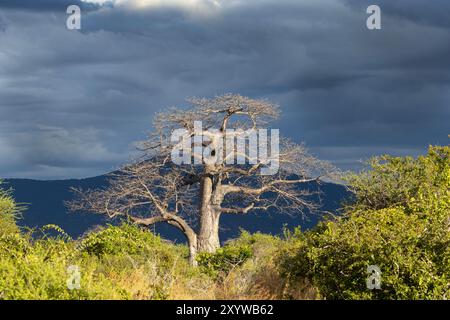 Un vieux baobab massif se dresse plus haut que le buisson environnant. La lumière souligne l'écorce grise lisse et les nuages d'orage font l'atmosphère se dessiner Banque D'Images