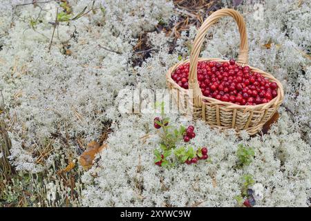 Lingonberry dans un panier dans les montagnes. Airelles dans un panier dans les montagnes Banque D'Images