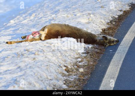 Accident sauvage avec un chevreuil. Accident sauvage avec un chevreuil en hiver Banque D'Images