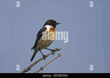 Stonechat européen, mâle, Saxicola rubicola, stonechat européen, mâle Banque D'Images