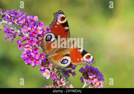 Sommerflieder mit Tagpfauenauge, lilas d'été avec paon européen 02 Banque D'Images