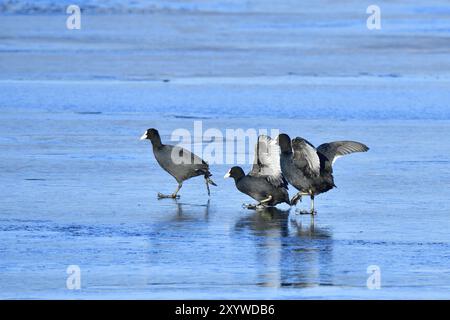 Coot eurasien dans un hiver froid sur la glace. Coots courant sur la glace Banque D'Images