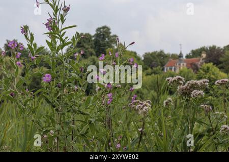 Photographie de la nature avec des fleurs sauvages violettes au premier plan et un château en arrière-plan, Gemen, Muensterland, Allemagne, Europe Banque D'Images