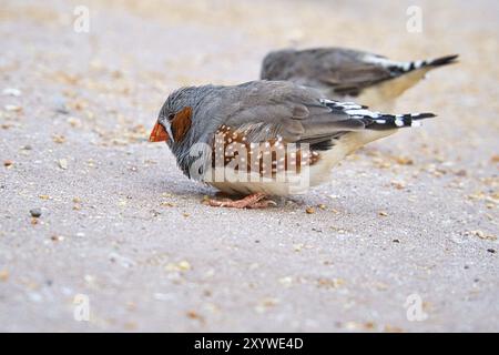 Zebra finch sur le sol à la recherche de nourriture. Son plumage coloré et ses motifs détaillés font de ce songbird un être particulièrement beau en son genre Banque D'Images