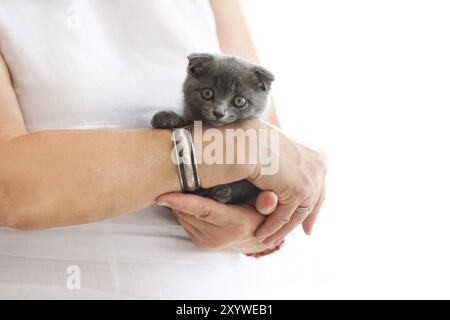 Jeune femme tenir la kittin dans ses mains Banque D'Images