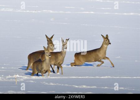 De nombreux cerfs rois courent sur une prairie en hiver. Roe Deer sur la course en hiver Banque D'Images