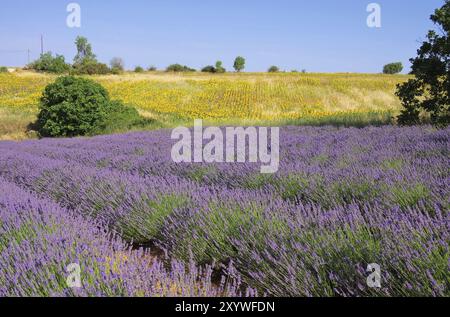 Lavender und Sonnenblumen, lavande et tournesols 04 Banque D'Images