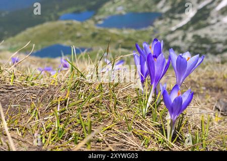 Fond de printemps avec un groupe rapproché de fleurs de printemps de crocs en fleurs et sept lacs Rila, Bulgarie, Europe Banque D'Images