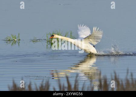 Muet Swan dans la bataille de territoire au printemps, muet Swan pendant la saison de reproduction Banque D'Images