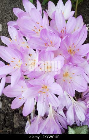 Crocus d'automne, également connu sous le nom de crocus d'automne. Colchicum autumnale, communément appelé crocus d'automne Banque D'Images