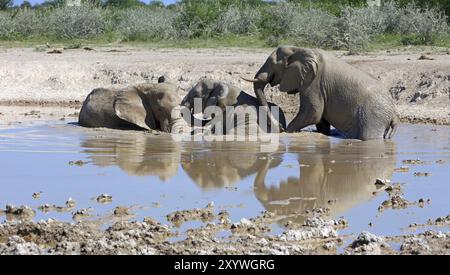 Éléphants dans le trou d'eau Banque D'Images