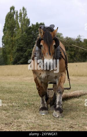 Cheval ardennais déplaçant le bois Banque D'Images