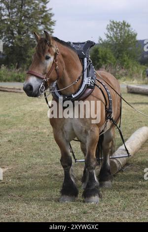 Cheval ardennais déplaçant le bois Banque D'Images