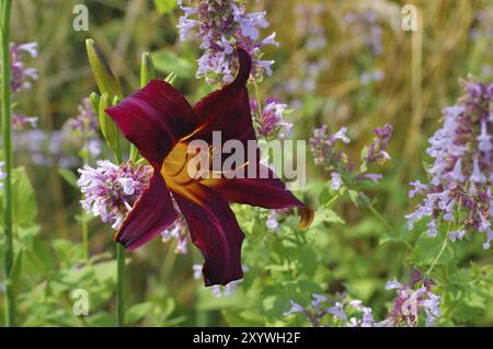 Taglilie Congo Beauty, daylily de l'espèce Congo Beauty en été Banque D'Images