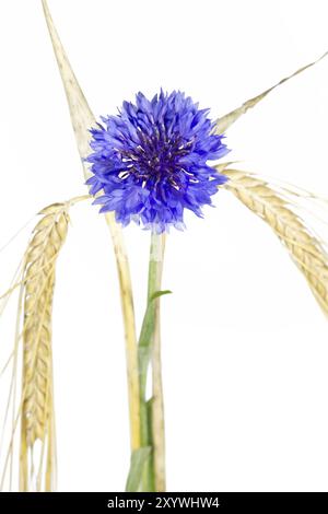 Bleuet en fleurs (Centaurea cyanus), isolé Banque D'Images