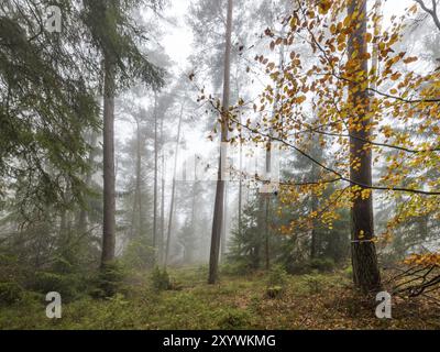 Forêt dans la brume légère avec des pins, des arbres à feuilles caduques et des sapins. Sol envahi de mousse et de fougères Banque D'Images