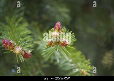 Gros plan de branches de sapin avec de jeunes bourgeons. Concept de la nature du printemps. Vue macro avec mise au point douce Banque D'Images