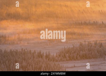 Foggy Mood, réserve naturelle de Stubba, site du patrimoine mondial de Laponie, Norrbotten, Laponie, Suède, novembre 2014, Europe Banque D'Images