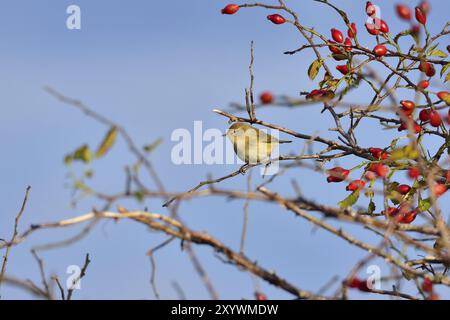 Chiffchaff commun sur un arbuste Banque D'Images