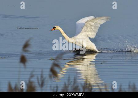 Muet Swan dans la bataille de territoire au printemps, muet Swan pendant la saison de reproduction Banque D'Images