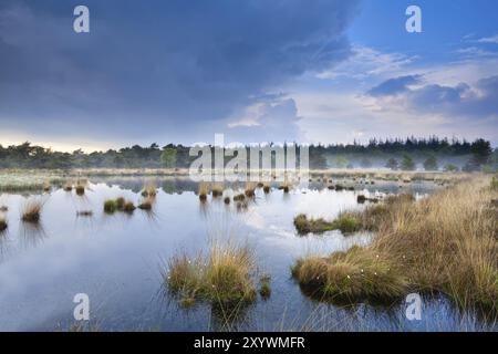 Léger brouillard sur le marais après la pluie, Drenthe Banque D'Images