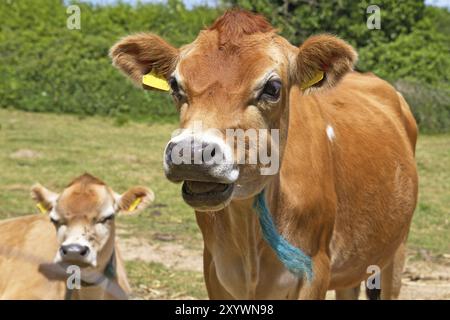 L'un des célèbres vaches de Jersey Banque D'Images