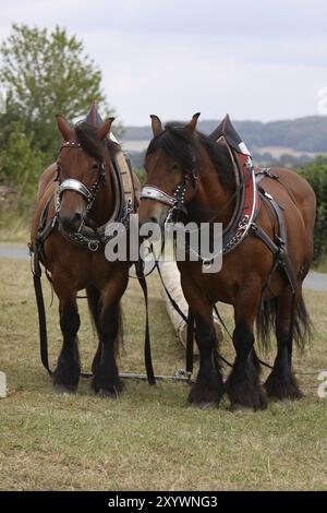 Deux chevaux ardennais déplaçant du bois Banque D'Images