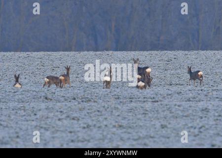 Cerfs en course en hiver. Troupeau de cerfs rouges en hiver sur un champ de neige Banque D'Images