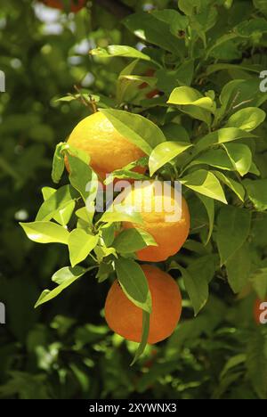 Orange sur l'arbre, fruit orange sur l'arbre Banque D'Images