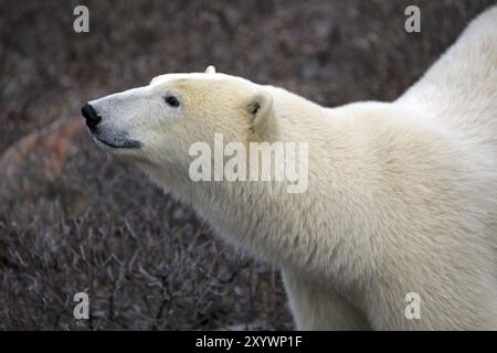 Ours polaire dans la toundra près de Churchill au Canada Banque D'Images