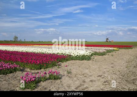 Champs de tulipes colorés et moulin à vent à Alkmaar, Hollande du Nord Banque D'Images