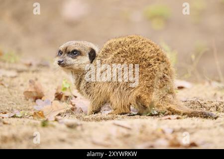 Meerkat (Suricata suricata) debout sur le terrain, Bavière, Allemagne, Europe Banque D'Images