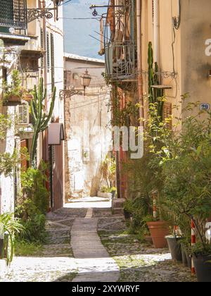 Ensoleillé, ruelle de ville solitaire avec des plantes et des bâtiments anciens avec des volets, palerme, sicile, mer méditerranée, italie Banque D'Images