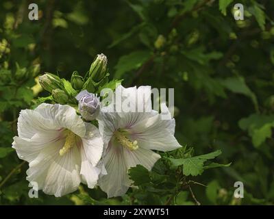 Fleurs d'hibiscus blanc aux beaux pétales, sur un hibiscus buisson. La lumière du soleil brille sur les feuilles vertes. Fermeture de l'usine Banque D'Images