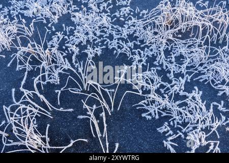 Tiges de roseau recouvertes de rime, Norrbotten, Laponie, Suède, octobre 2016, Europe Banque D'Images