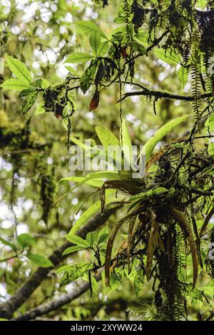 Détail de la dense forêt tropicale du Parc National d'Itatiaia à Penedo, Rio de Janeiro avec une végétation luxuriante Banque D'Images