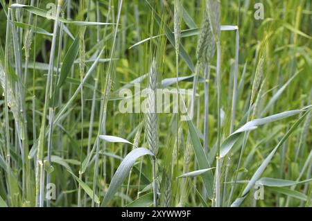 Épis triticale, voir la récolte triticale en vert Banque D'Images