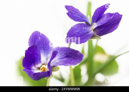 Viola odorata (Viola odora), gros plan Banque D'Images