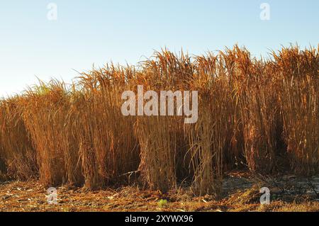 Miscanthus sinensis giganteus, roseau chinois, herbe argentée chinoise Banque D'Images