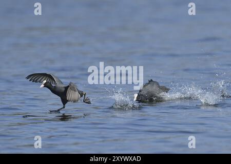 Eurasian Coot combattant pour le territoire, Black Coot, Fulica atra, Eurasian Coot Banque D'Images