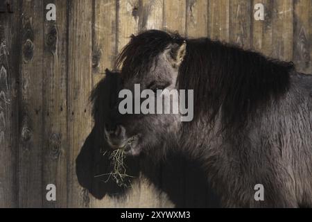 Poney Shetland Banque D'Images