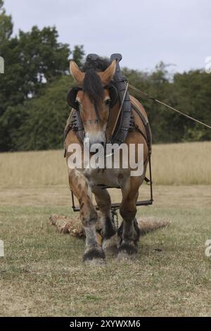 Cheval ardennais déplaçant le bois Banque D'Images