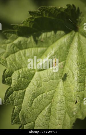 Ombrage de l'araignée de citrouille sur une feuille d'ortie Banque D'Images