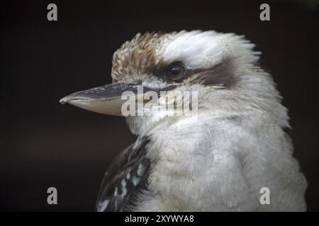 Kookaburra (Hans riant) Banque D'Images