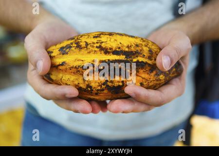 Les cabosses de cacao brut au Mans la main. Plantation de cacao au frais Banque D'Images